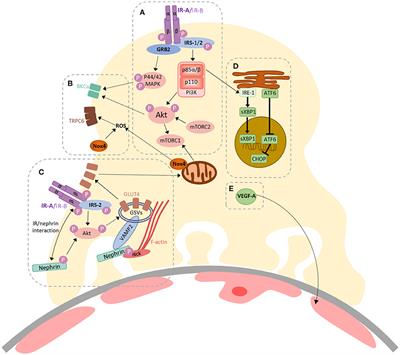 The Evolving Importance of Insulin Signaling in Podocyte Health and Disease